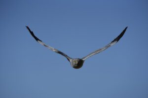 Aguilucho pálido